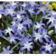 Chionodoxa Luciliae - Glory of the Snow / 10ks v balení