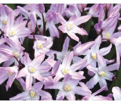 Chionodoxa Forbesii - pink Giant / 10ks v balení