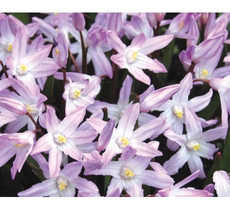 Chionodoxa Forbesii - pink Giant / 10ks v balení