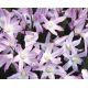 Chionodoxa Forbesii - pink Giant / 10ks v balení