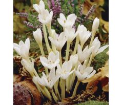 Colchicum autumnale - Album-Jesienka / 1ks v balení
