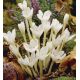 Colchicum autumnale - Album-Jesienka / 1ks v balení