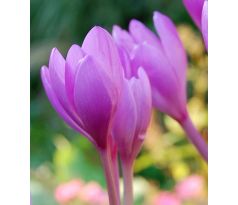 Colchicum Giant-Jesienka / 1ks v balení