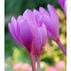 Colchicum Giant-Jesienka / 1ks v balení