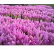 Colchicum Giant-Jesienka / 1ks v balení