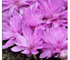 Colchicum Waterlily-Jesienka / 1ks v balení