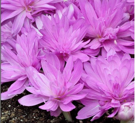 Colchicum Waterlily-Jesienka / 1ks v balení