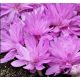 Colchicum Waterlily-Jesienka / 1ks v balení