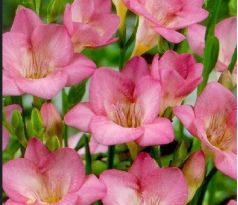 Freesia - pink  / 10ks v balení