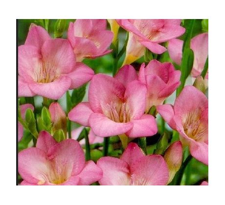 Freesia - pink  / 10ks v balení
