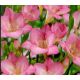 Freesia - pink  / 10ks v balení