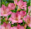 Freesia - pink  / 10ks v balení