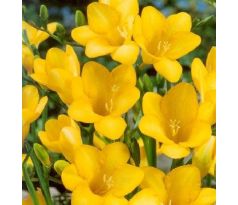 Freesia - yellow / 10ks v balení