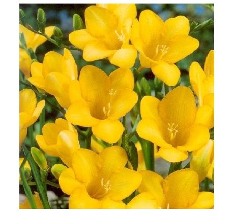 Freesia - yellow / 10ks v balení
