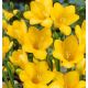 Freesia - yellow / 10ks v balení