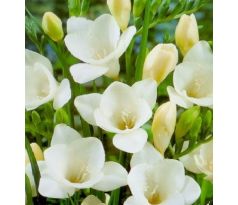 Freesia - white / 10ks v balení