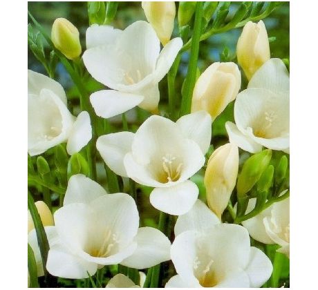 Freesia - white / 10ks v balení