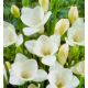 Freesia - white / 10ks v balení