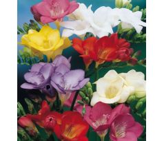 Freesia sigle mixed / 10ks v balení