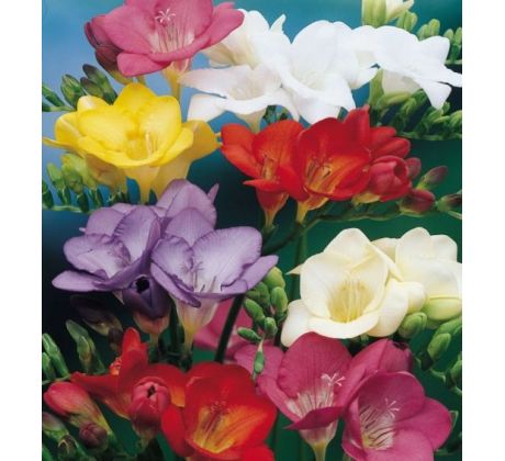 Freesia sigle mixed / 10ks v balení