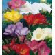 Freesia sigle mixed / 10ks v balení