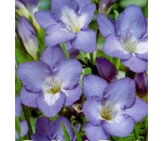 Freesia  - blue / 10ks v balení