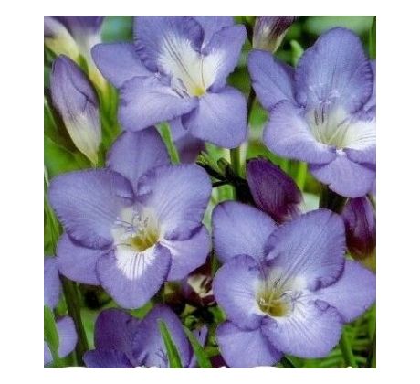 Freesia  - blue / 10ks v balení