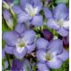 Freesia  - blue / 10ks v balení