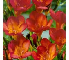 Freesia - red / 10ks v balení