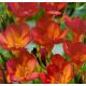 Freesia - red / 10ks v balení