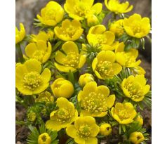 Eranthis Cilicica / 10ks v balení