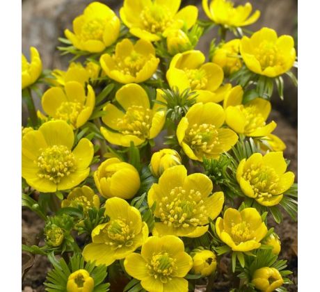 Eranthis Cilicica / 10ks v balení