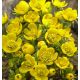 Eranthis Cilicica / 10ks v balení