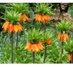 Fritillaria Imperialis - Aurora / 1ks v balení
