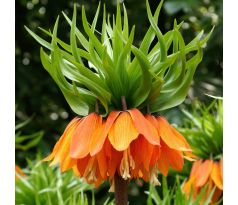 Fritillaria Imperialis - Aurora / 1ks v balení