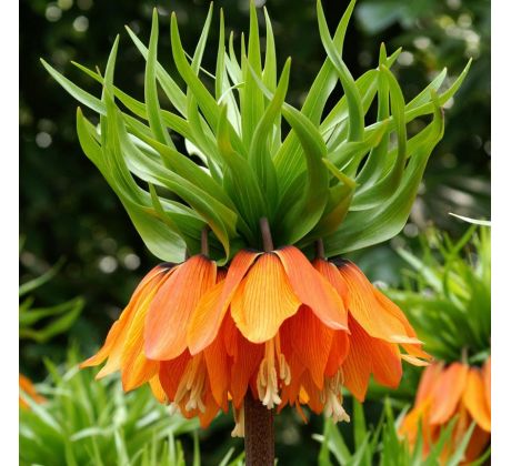 Fritillaria Imperialis - Aurora / 1ks v balení