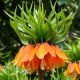Fritillaria Imperialis - Aurora / 1ks v balení