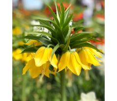 Fritillaria Imperialis - Maxima Lutea / 1ks v balení