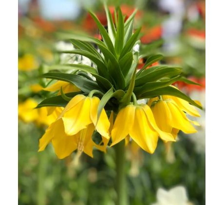 Fritillaria Imperialis - Maxima Lutea / 1ks v balení