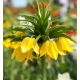 Fritillaria Imperialis - Maxima Lutea / 1ks v balení