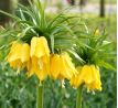 Fritillaria Imperialis - Maxima Lutea / 1ks v balení