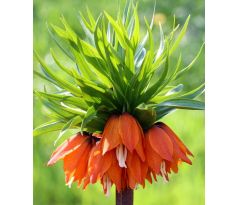 Fritillaria Imperialis - Rubra / 1ks v balení