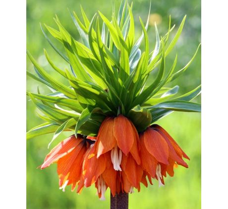 Fritillaria Imperialis - Rubra / 1ks v balení