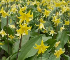 Erythronium Pagoda / 3ks v balení