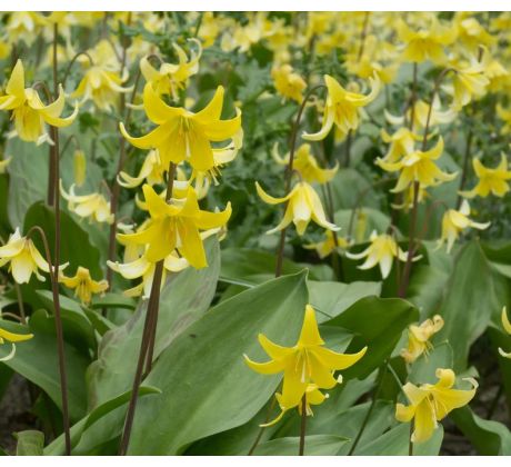 Erythronium Pagoda / 3ks v balení