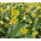 Erythronium Pagoda / 3ks v balení