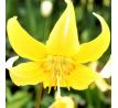 Erythronium Pagoda / 3ks v balení
