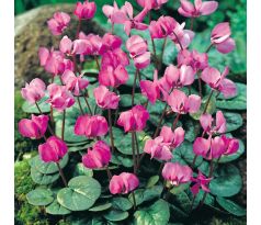 Cyclamen coum / 3ks v balení