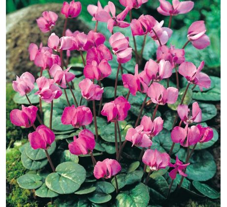 Cyclamen coum / 3ks v balení