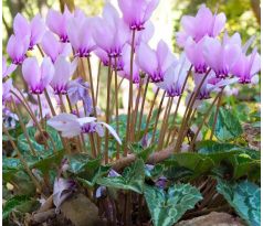 Cyclamen Hederifolium / 3ks v balení